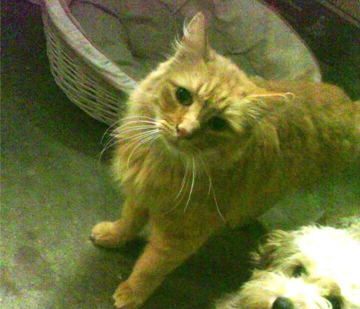 九游娱乐(jiuyou)官方网站-“法甲积分榜变动频繁，争冠形势扑朔迷离”，法甲积分榜2021一2022