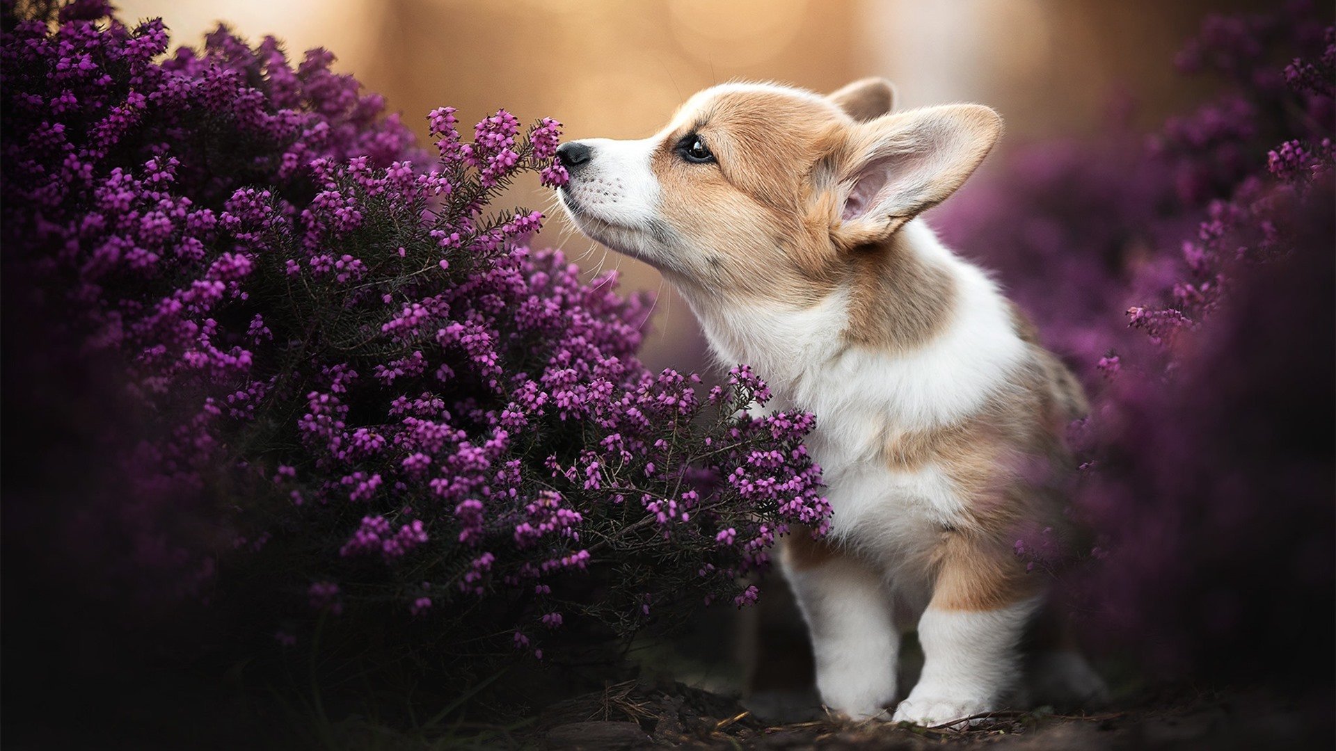 九游下载安装-《明星选手采访：他们的成长经历与心路历程》，明星采访综艺