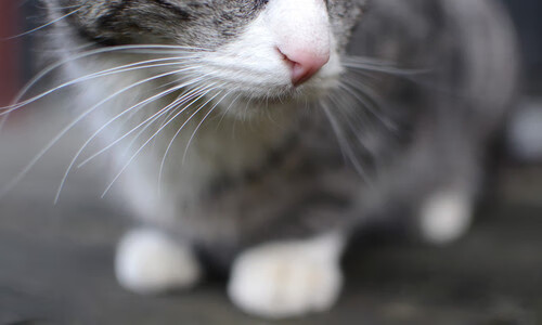 九游网游官网-【新赛季新规则】科技裁判在比赛中的作用逐渐增强，科技比赛是什么意思