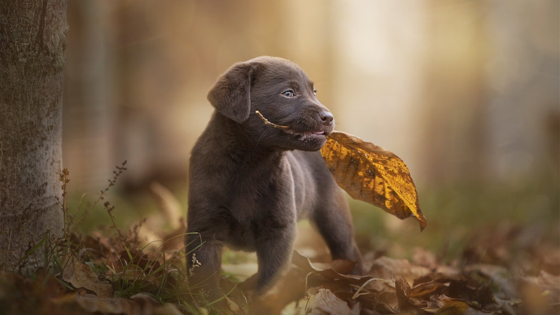 九游娱乐官网 (JIUYOU)-中国篮球发展基金会启动青年培养专项计划，中国青年篮球协会