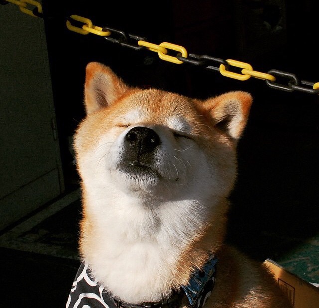 九游（jiuyou.com）游戏-公牛队更换官方字体，致敬90年代黄金时代，公牛队现在改名叫什么