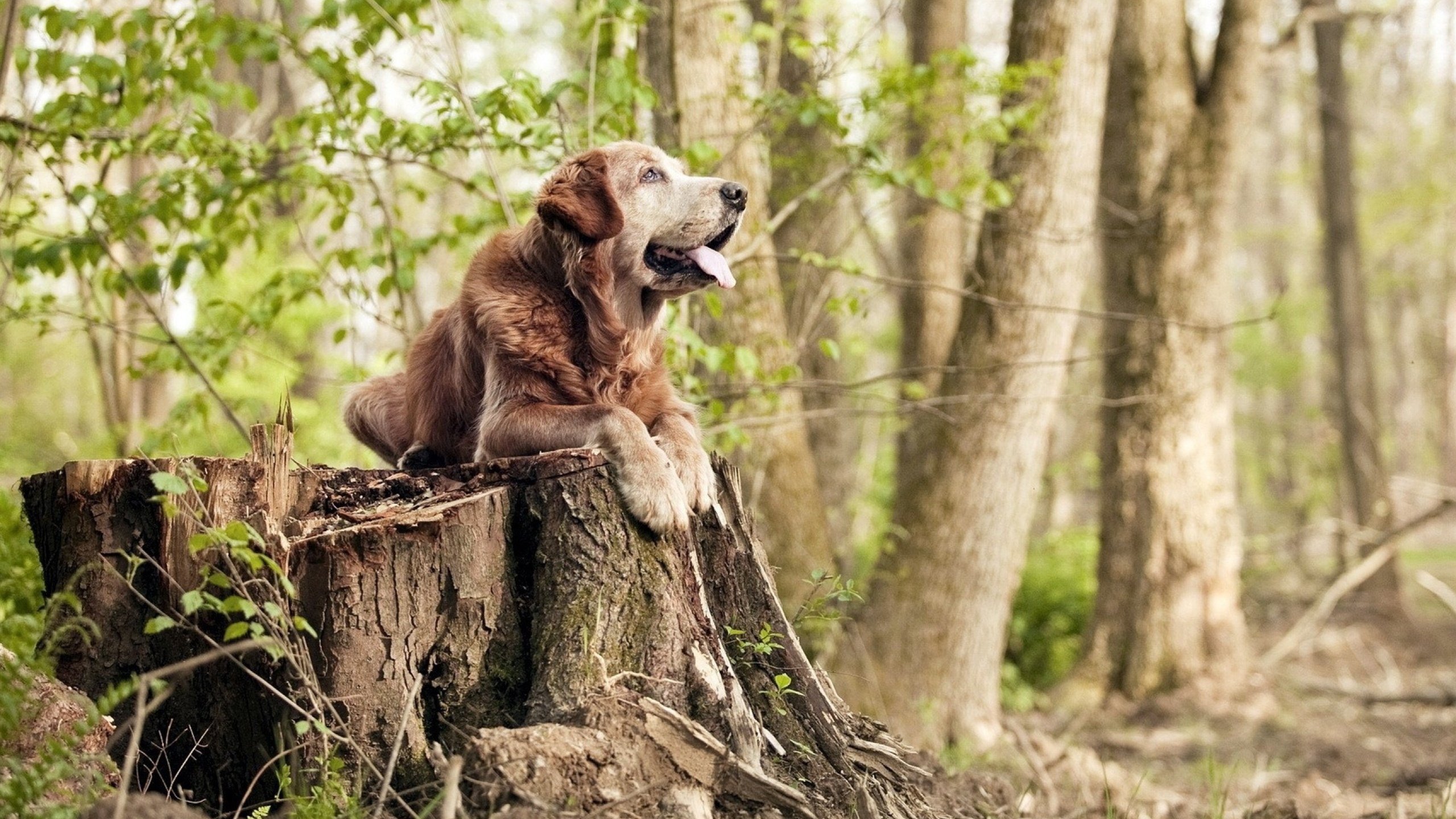 团队精神:赢得比赛的核心力量,团队精神的含义与作用