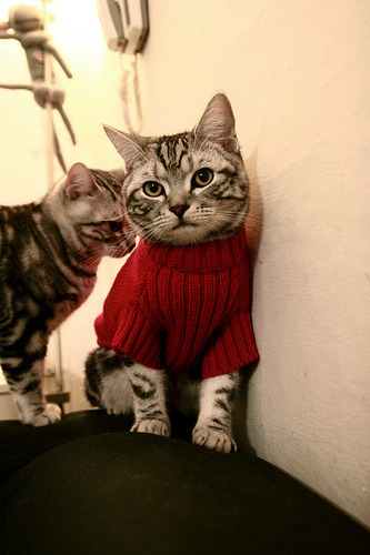 国内外著名足球专家齐聚,研讨中国足球未来,中国足球潜力