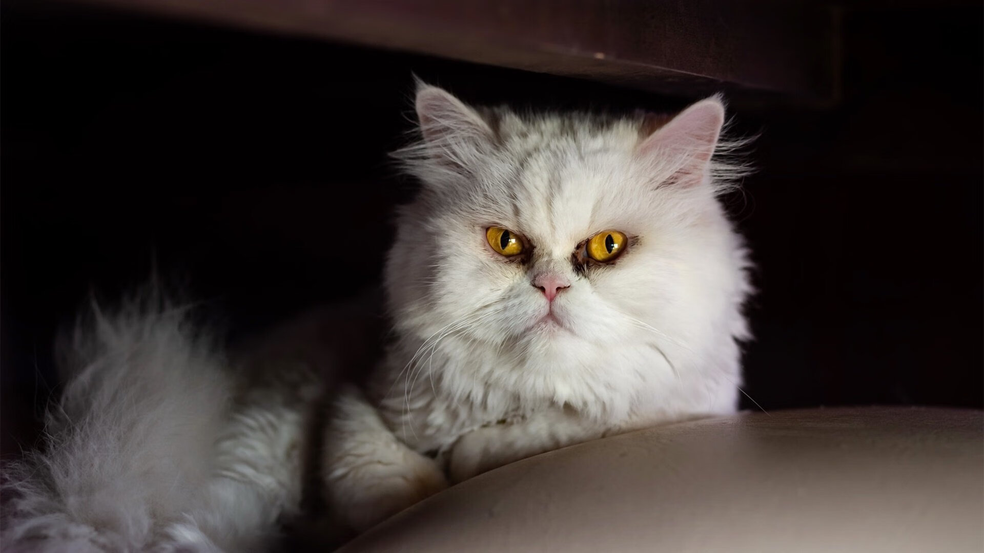 九游APP官网-战术天才的“秘密武器”：欧冠中的创新布局，欧冠经典之战