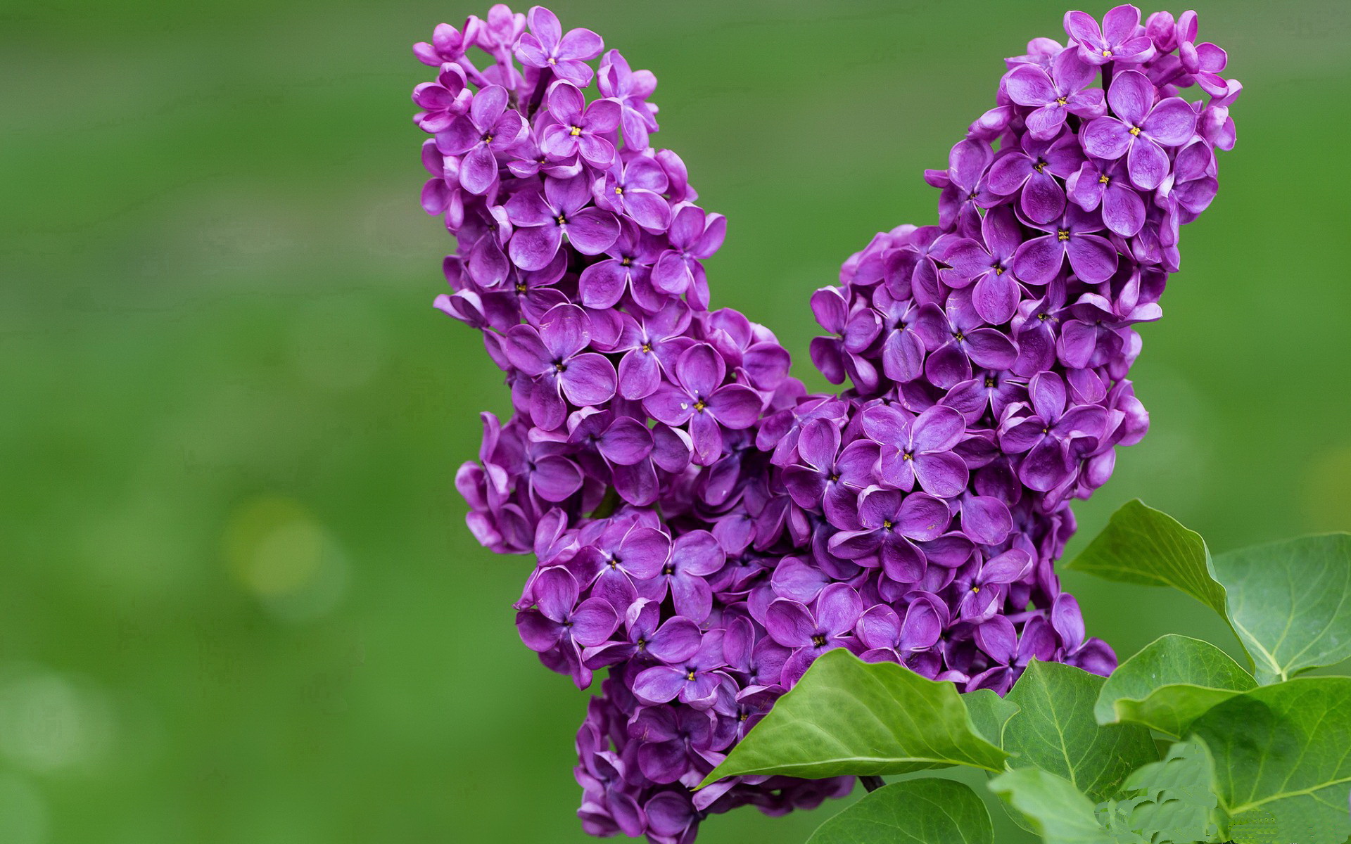 JIUYOU GAMING-炉石传说世界冠军决赛精彩落幕，策略与技术大比拼，炉石传说世界冠军奖励