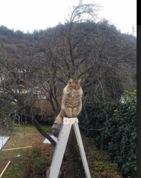 九游（jiuyou.com）游戏-炉石传说冠军之路决战开启，策略智斗即将到来，炉石传说冠军卡组2020