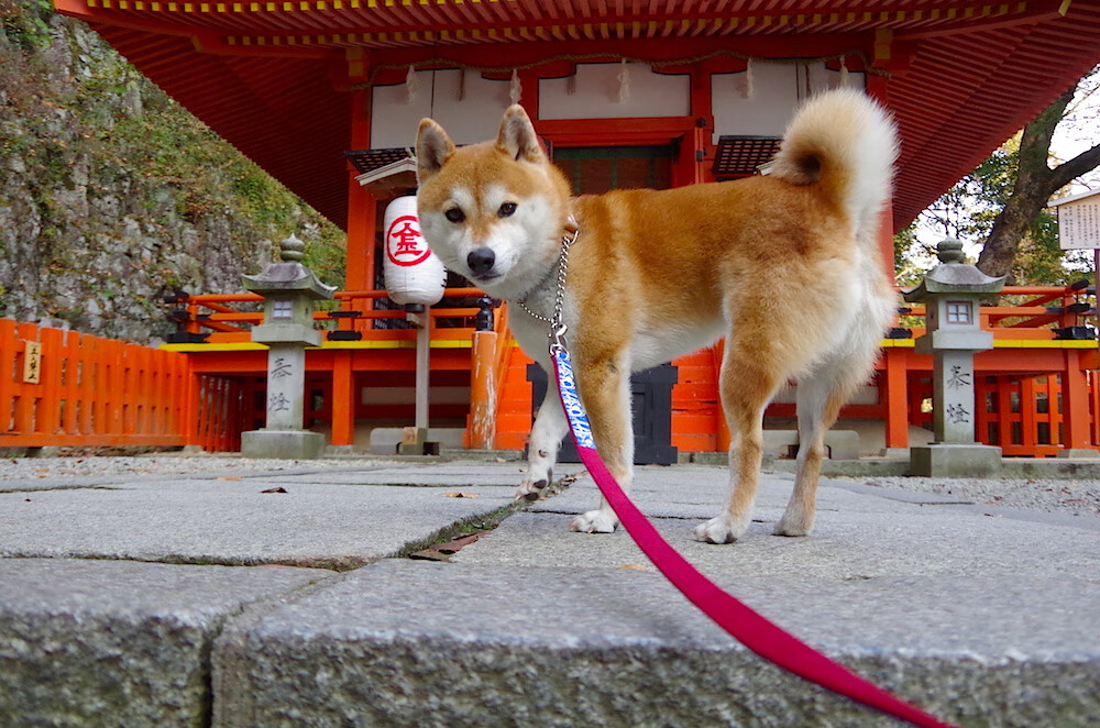 九游app官网下载-绝杀“神兵”背后隐藏的战术奥秘，绝神兵简单吗