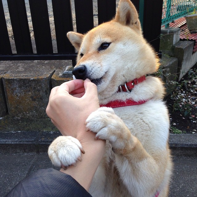 西甲引搭战术新风,团队配合更加默契,西甲技术流