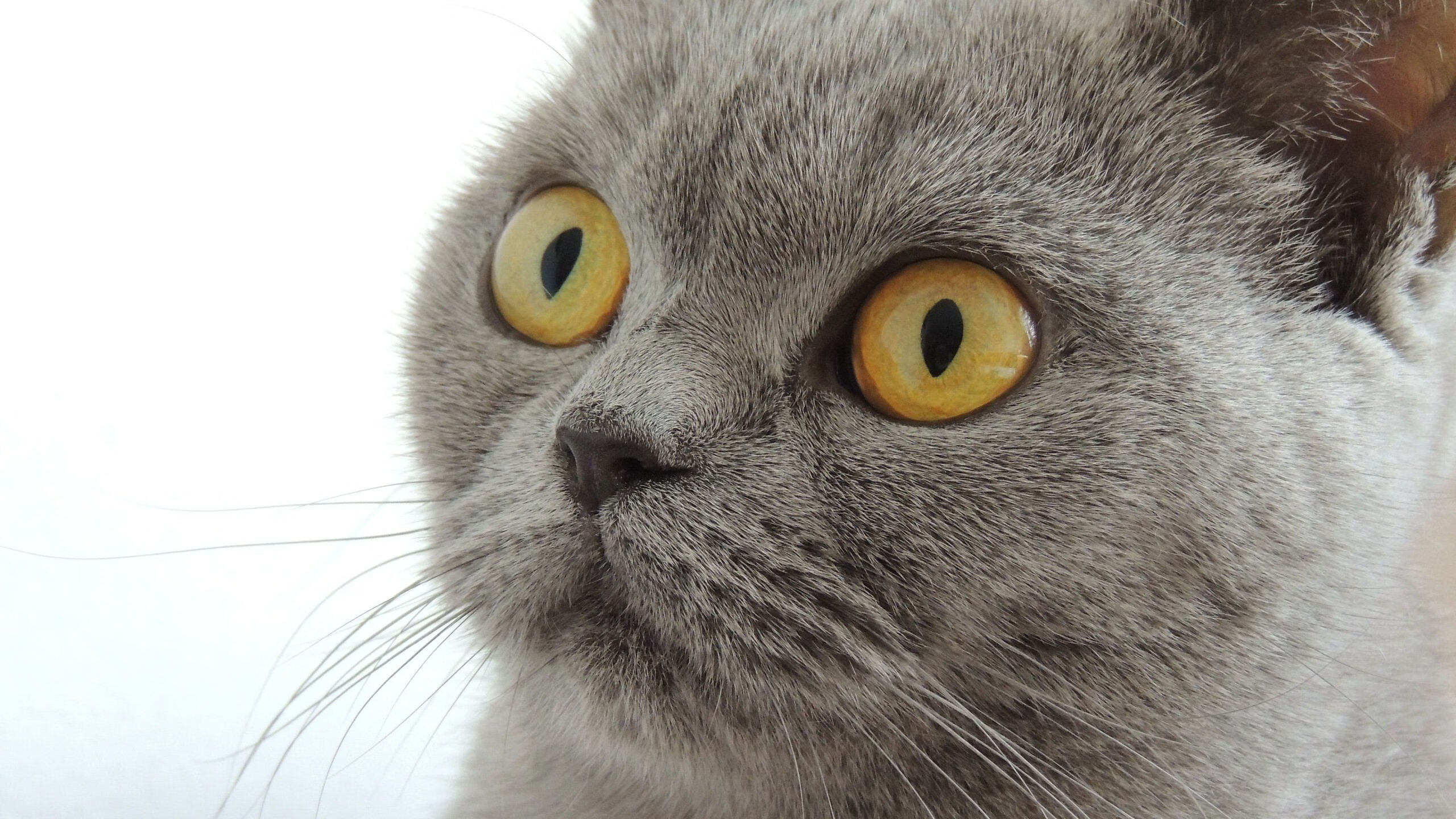 九游官网下载电脑版-亚非篮球精英联赛收官战升温，激烈角逐引关注，亚非战队