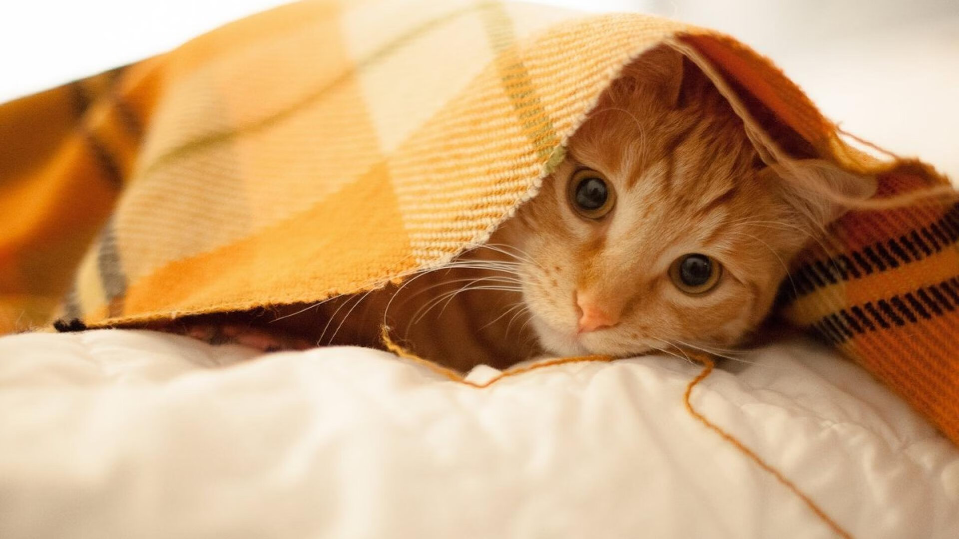 博卡青年年轻球员表现突出，博卡青年培养出的球星