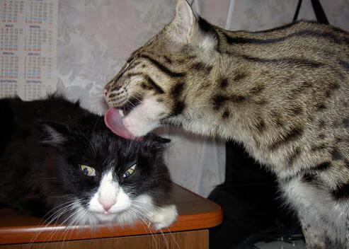 九游娱乐官网 (jiuyou)-博卡青年战术调整效果显著，博卡青年vs竞技俱乐部预测