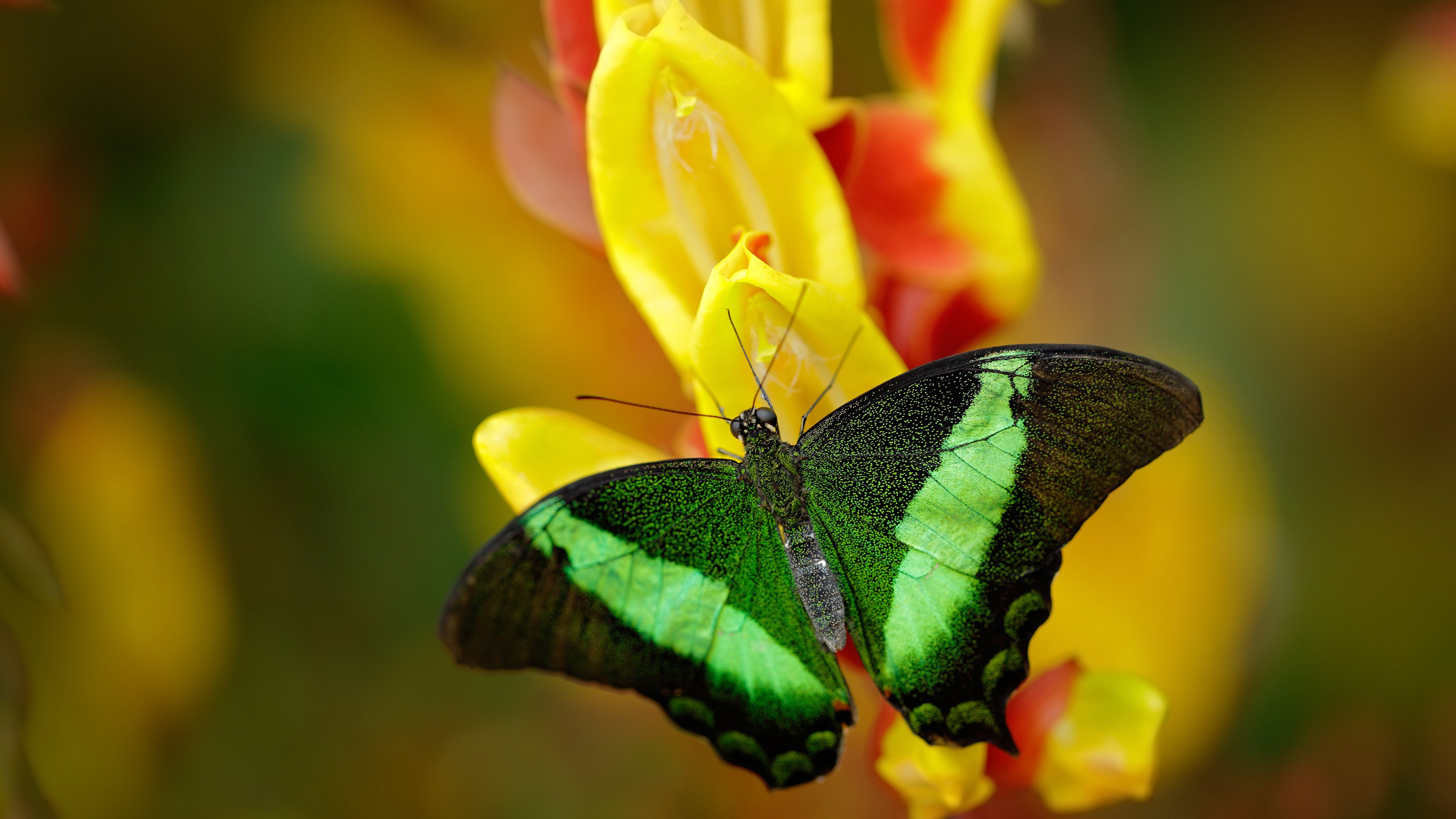 九游娱乐APP-格拉纳达主场1-1战平西班牙人，双方互交白卷，格拉纳达对西班牙人直播
