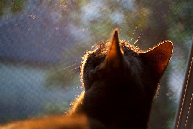 九游下载安装-独行侠队年轻球员快速成长，独行侠队年轻球员快速成长