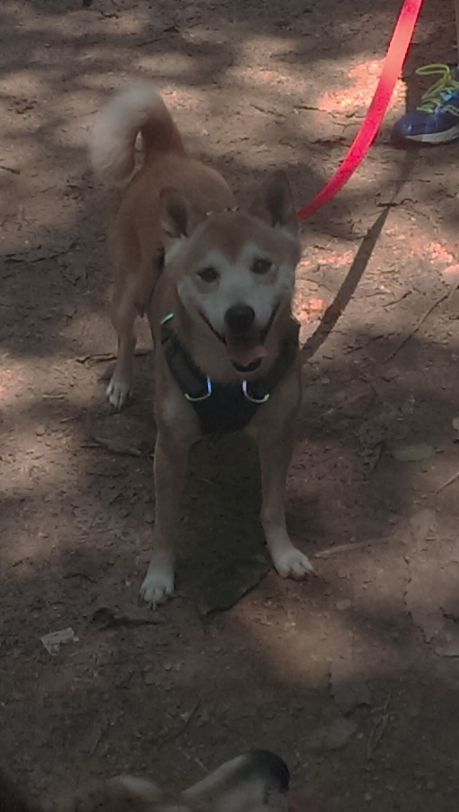 九游登录中心-英格兰队在国际比赛中实力无敌，预约冠军之位，英格兰队比赛记录