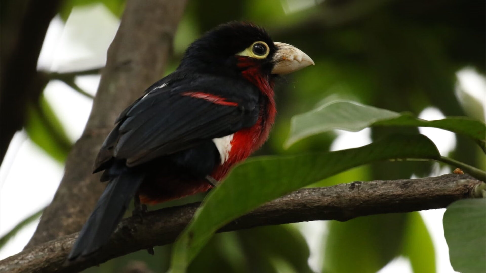 阿斯顿维拉客场4-0完胜伊普斯维奇,豪取三连胜,2021阿斯顿维拉引援