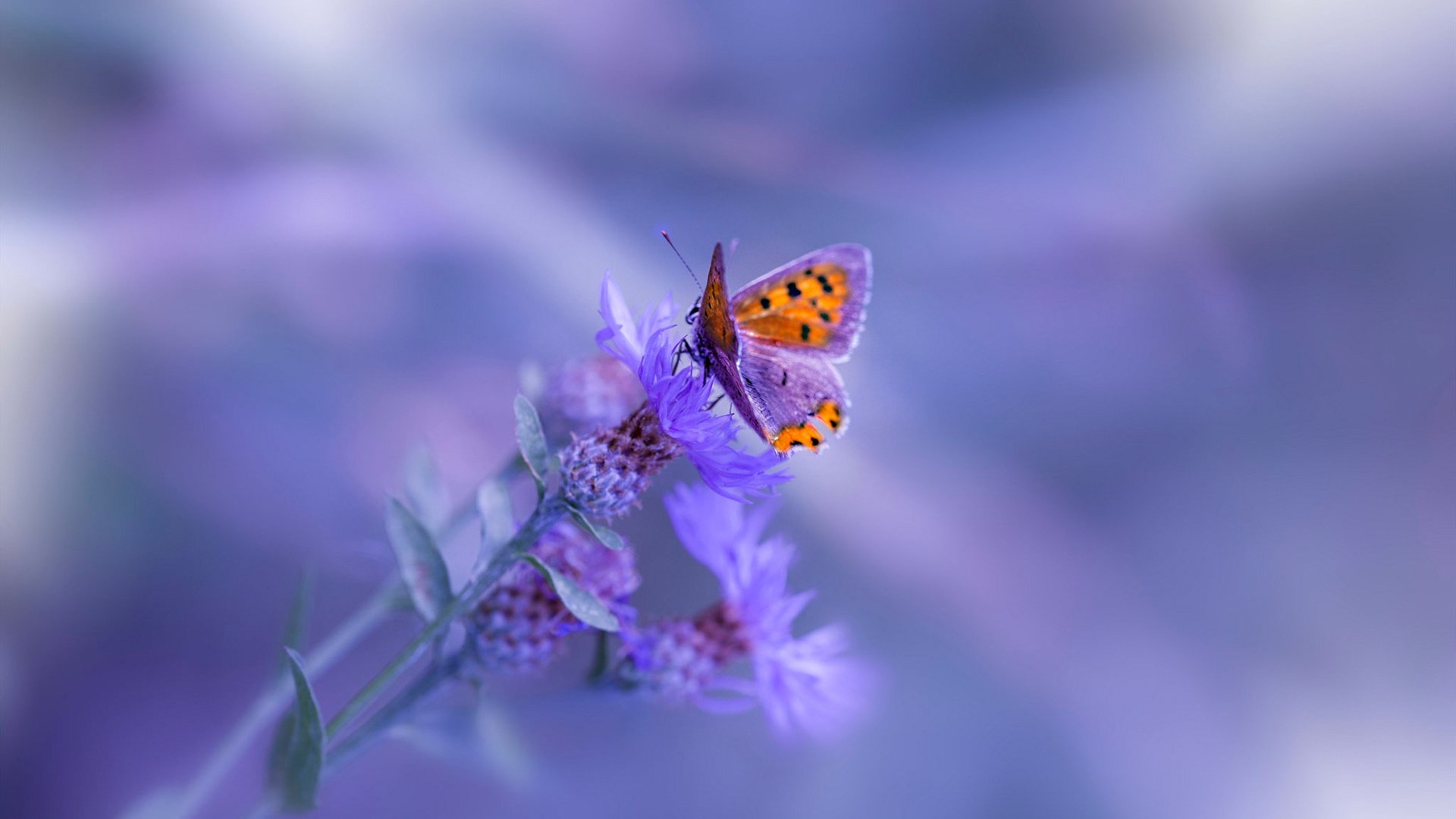 马竞主场2-0战胜西班牙人，继续领跑西甲积分榜，马竞对西班牙