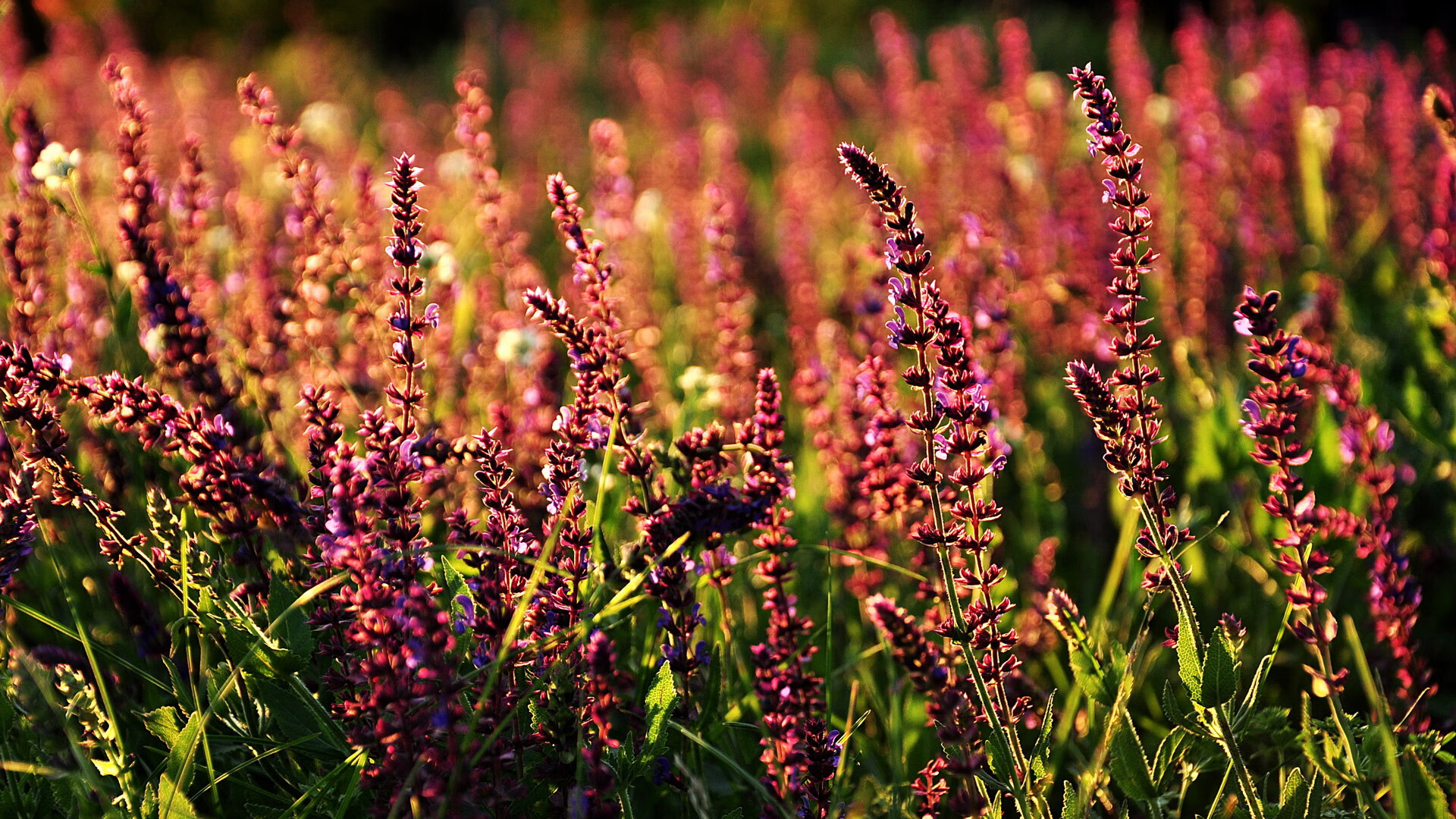 九游jiuyou-欧冠“十六强”对阵：最强球队赛事直击，谁能突围成功？