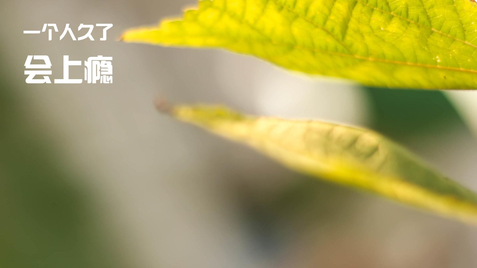 女子蝶泳滑行时间中澳略胜一筹，女子蝶泳决赛视频