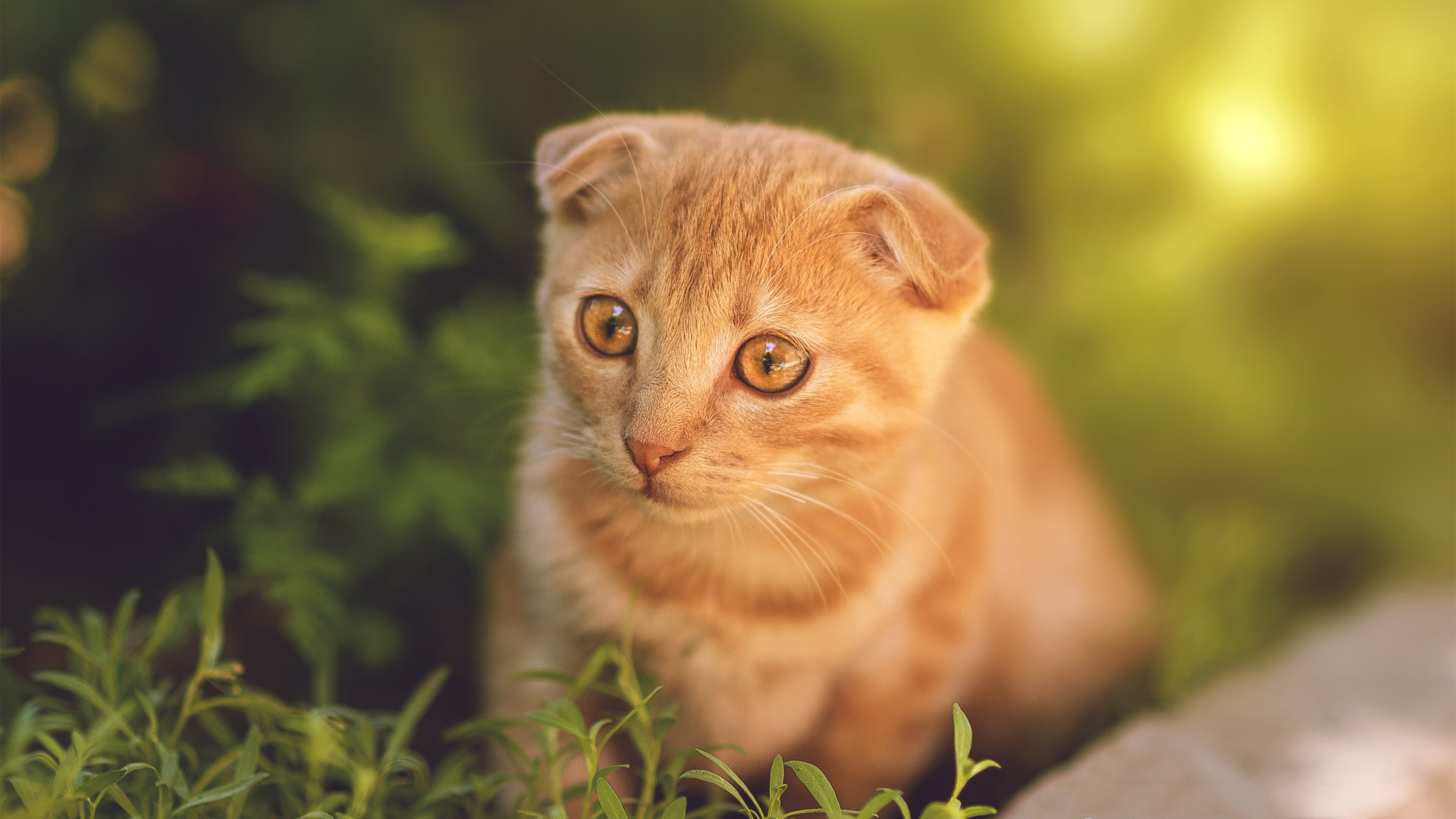 弗赖堡锋线冲击力增强打出关键突破,弗赖堡前锋