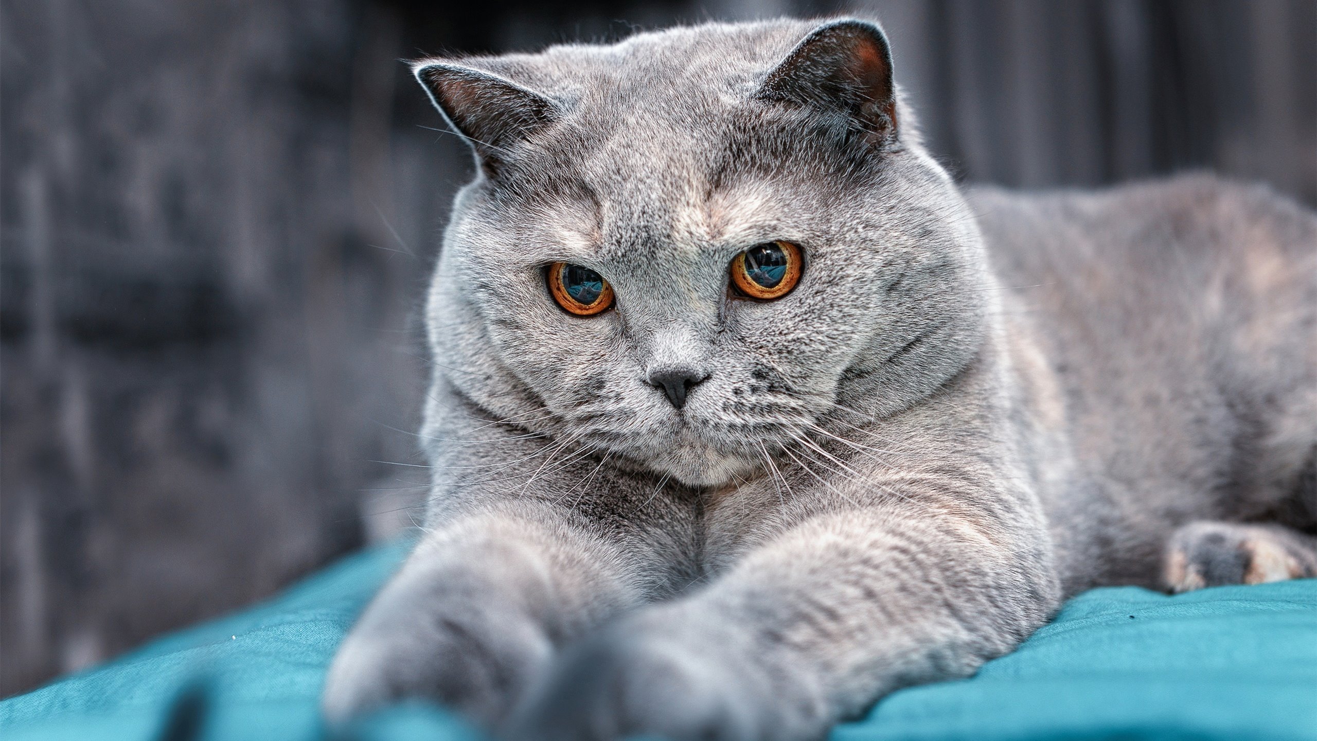 查尔莫斯领跑100自预赛，查尔莫斯防守怎么样