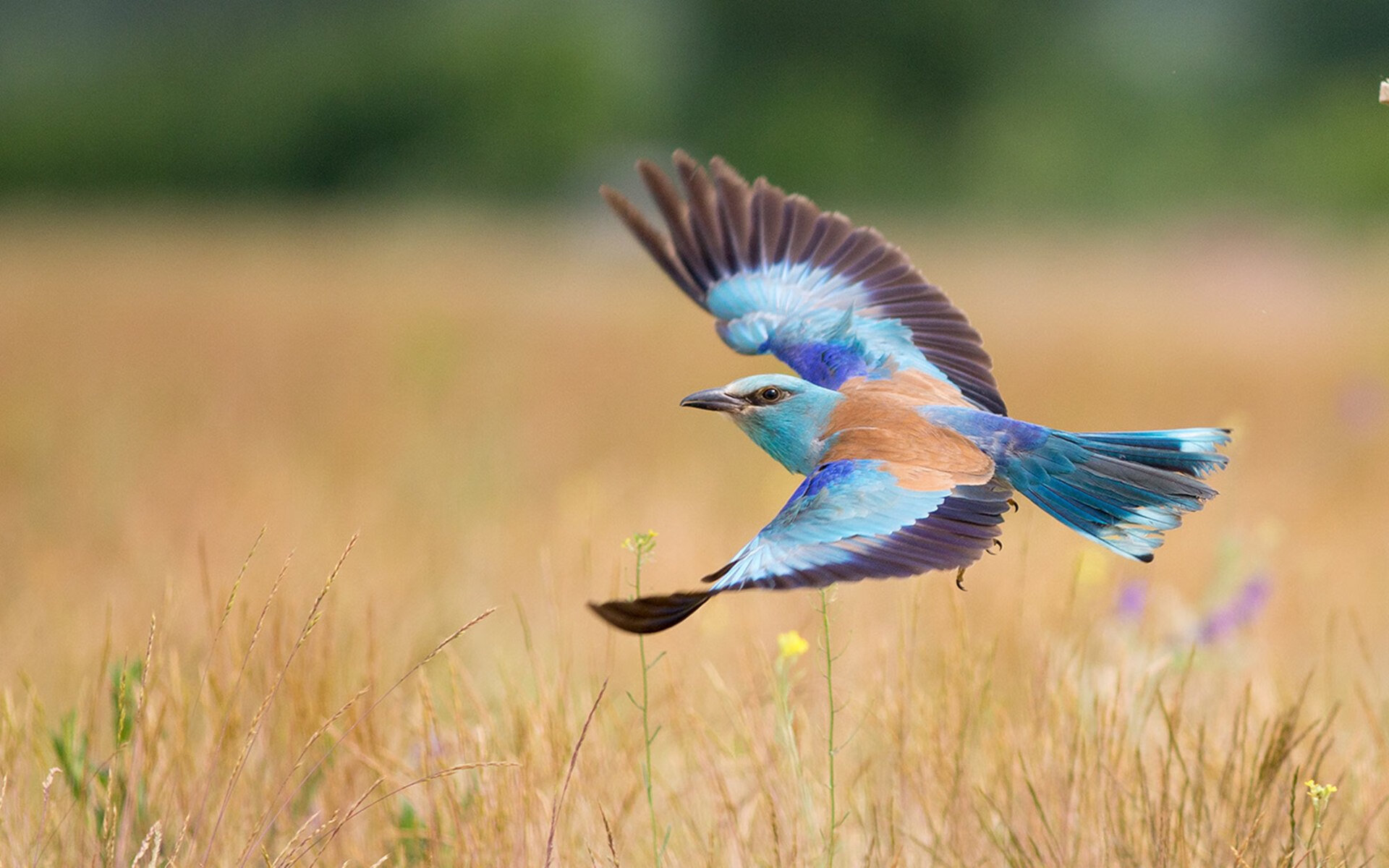 九游网-塔特的精准传球令对手防线无从应对，袋鼠队胜利之匙