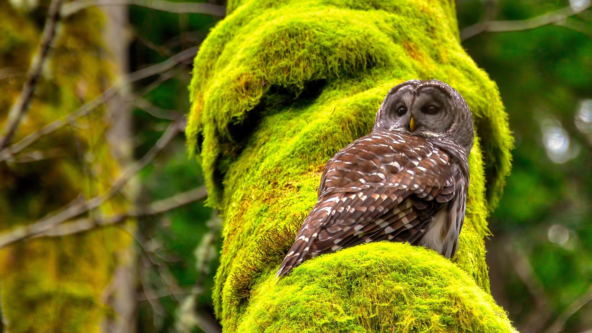 德甲速度突破：突破防线，瞬间得分！，德甲最快速度