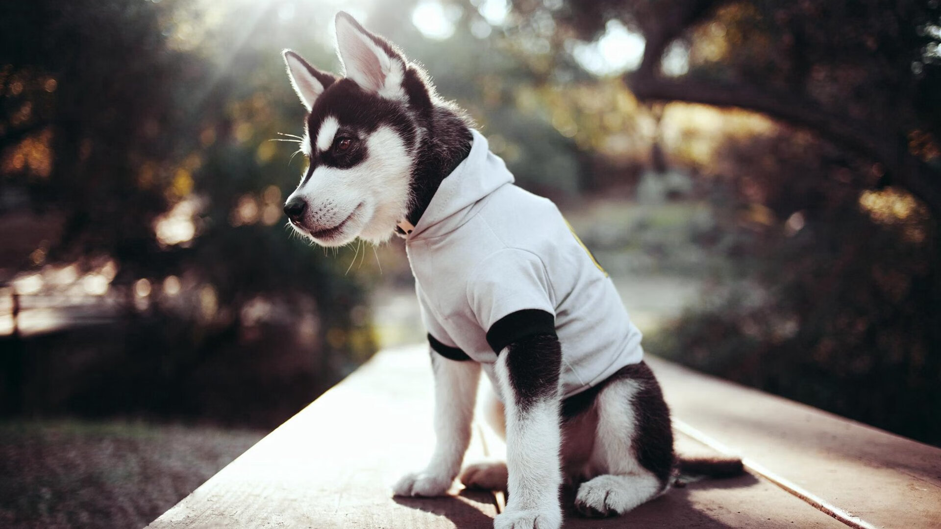 维尔·冯·威克：突破对方防线的利器，为南非队带来攻击优势，维尔纳冯西门子简介